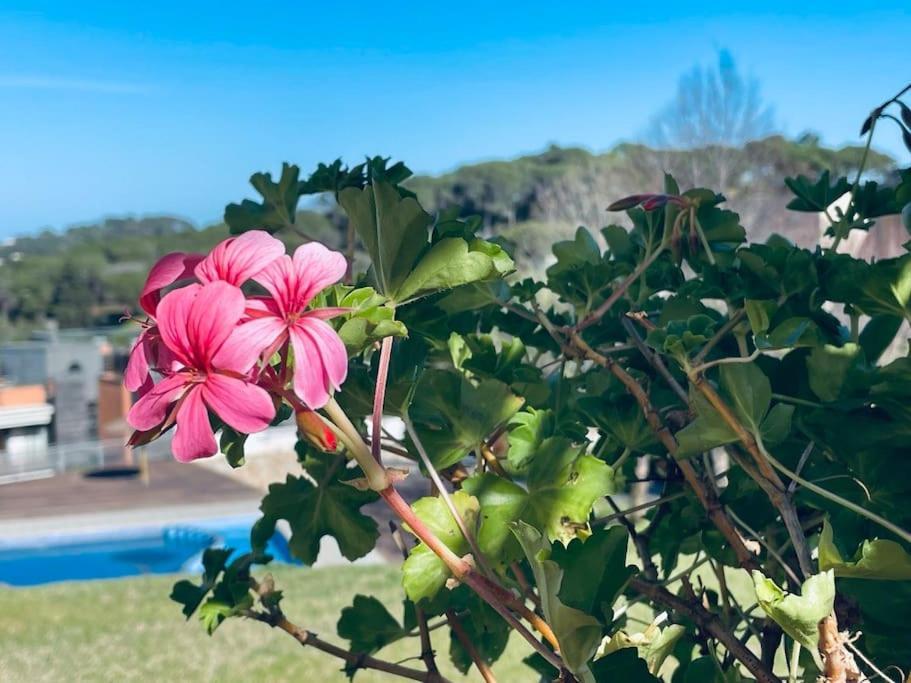 Apartamento Charming Garden En 